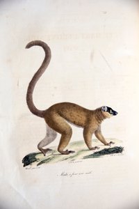 Male Collared Brown Lemur, from Histoire Naturelle des Mammifères, with original figures, by Étienne Geoffroy Saint-Hilaire & Frédéric Cuvier, 1824-42 by French School